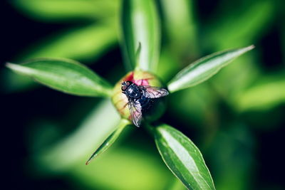 Macro shot of housefly perching on bud