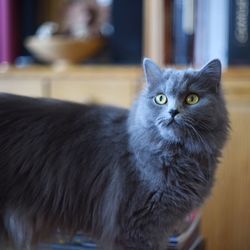 Close-up of cat at home