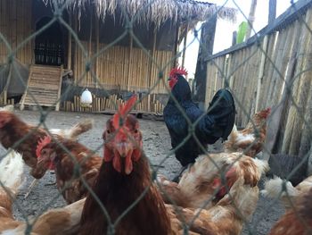 Close-up of rooster