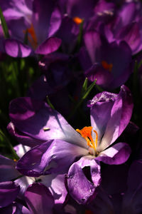 Close-up of purple flowers blooming outdoors