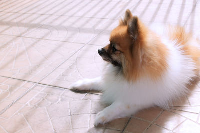 High angle view of dog at home