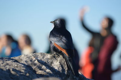 Close-up of hand holding bird against sky