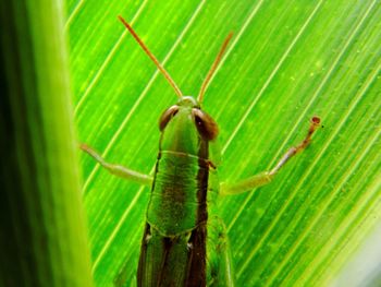 Close-up of insect on leaf
