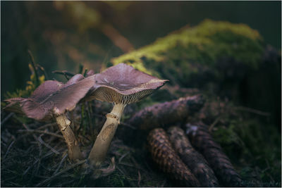 Close-up of mushroom on field