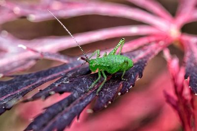 Close-up of insect on leaf