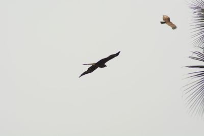 Low angle view of eagle flying against clear sky