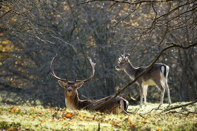 Deer in a forest
