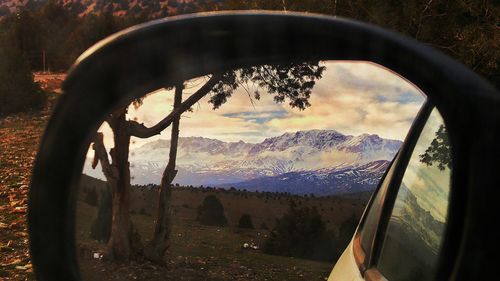 Reflection of tree on side-view mirror