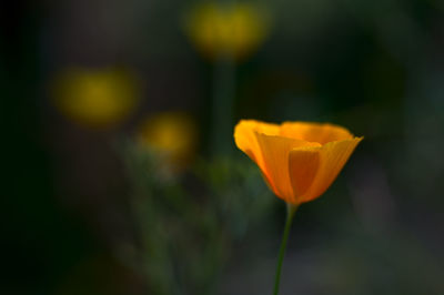 Close-up of yellow flower blooming outdoors