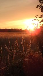 Scenic view of field against sky during sunset