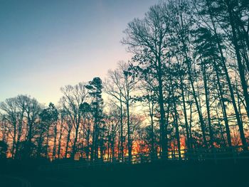 Silhouette trees in forest against clear sky