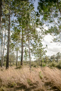 Trees in forest