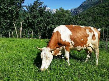 Cow on green field