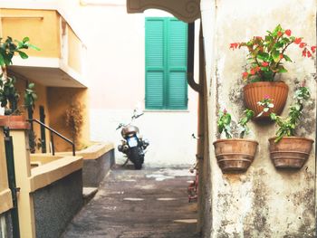 Potted plants outside house