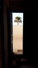 Palm trees seen through window of house