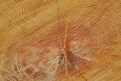 Full frame shot of tree stump