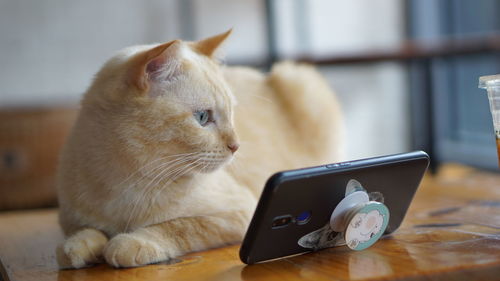 Cat looking at camera on table