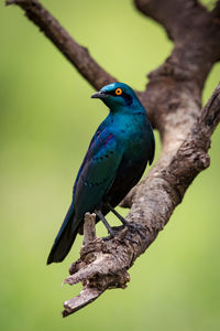 Close-up of bird perching on branch