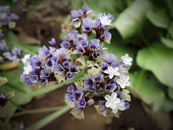 Close-up of purple flowers