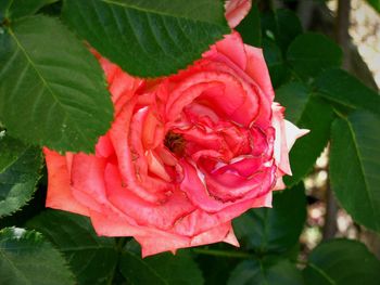 Close-up of red rose blooming outdoors