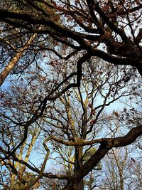 Low angle view of tree against sky