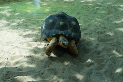 High angle view of a turtle on beach