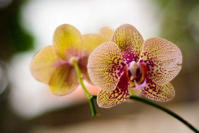 Close-up of orchids on plant