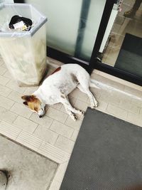High angle view of dog sleeping on floor