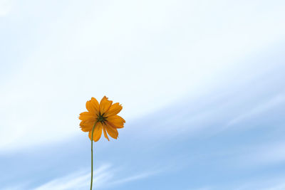 Low angle view of yellow flowering plant against sky