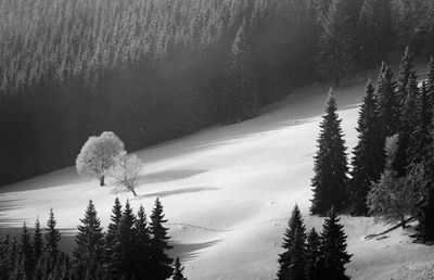 High angle view of snow covered pine trees in forest