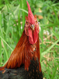 Close-up of a bird on a field