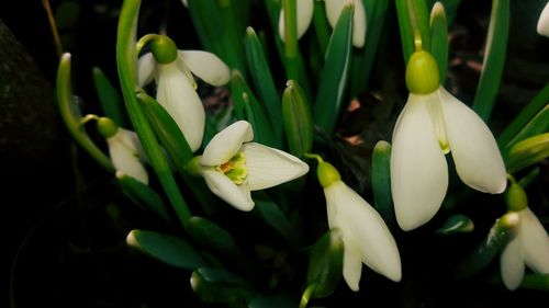 Close-up of flowers blooming outdoors