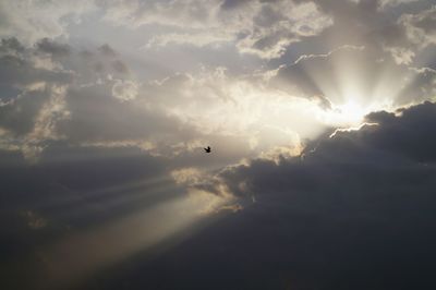 Low angle view of bird flying in sky