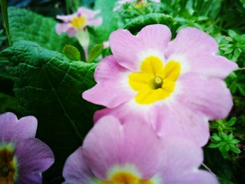 Close-up of yellow flowers blooming outdoors