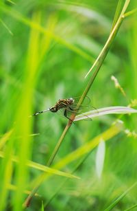 Close-up of spider on web