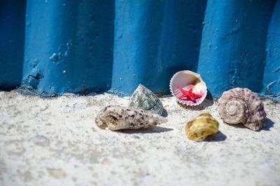 Close-up of shells on beach