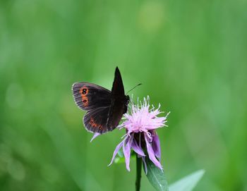 Close-up of butterfly pollinating on purple flower