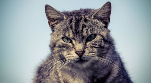 Close-up portrait of a cat against white background