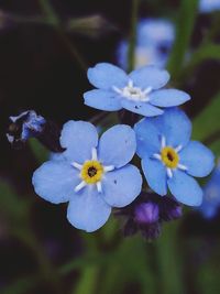 Close-up of white flowers