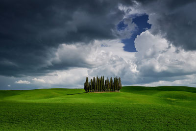 Cipressi di san quirico d 'orcia