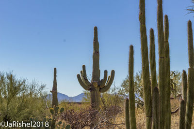 Cactus in desert against clear sky