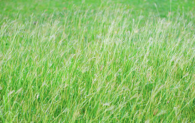 Full frame shot of grass on field