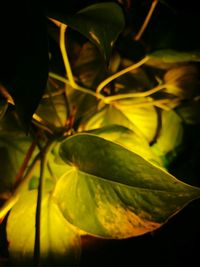 Close-up of leaves