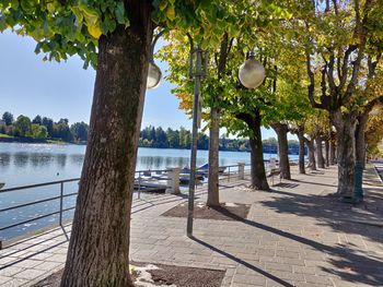 Trees by lake