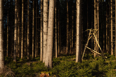 Trees in forest