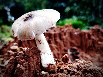 Close-up of mushroom growing on field