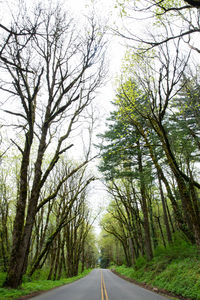 Empty road amidst trees in forest