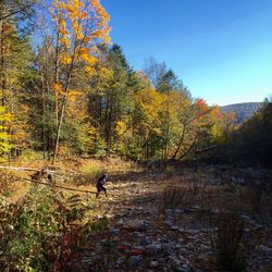 Trees in autumn