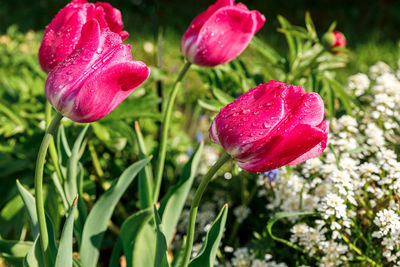 Close-up of pink tulip on field