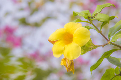 Close-up of yellow flowering plant